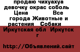 продаю чихуахуа девочку,окрас соболь › Цена ­ 25 000 - Все города Животные и растения » Собаки   . Иркутская обл.,Иркутск г.